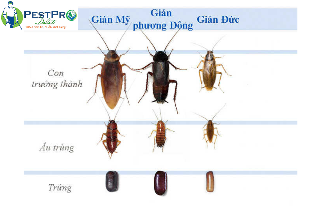  Các loài gián thường gặp ở Việt Nam và khu dân cư