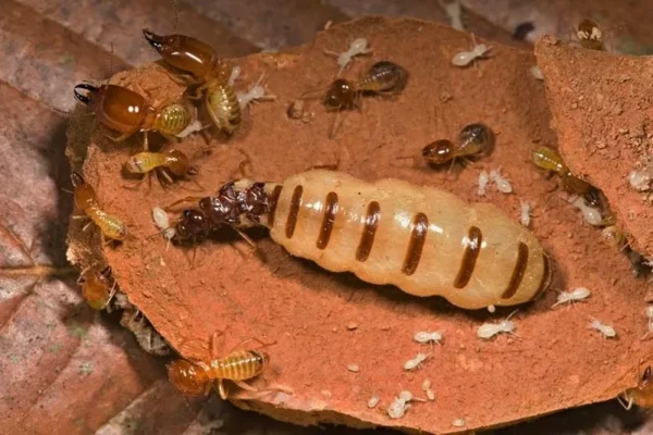 Mối Chúa và Diệt Mối Tận Gốc - PestPro Đà Lạt
