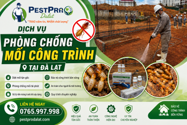 Phòng Chống Mối Công Trình