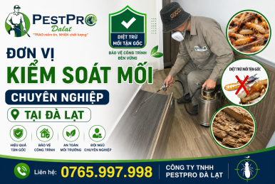 Đơn Vị Kiểm Soát Mối Chuyên Nghiệp Tại Đà Lạt