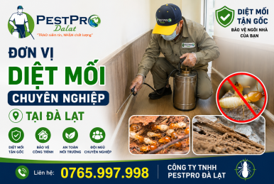 Đơn Vị Diệt Mối Chuyên Nghiệp Tại Đà Lạt