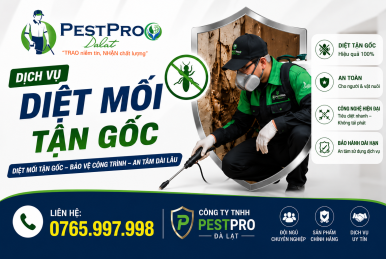 Diệt mối tận gốc tại Đà Lạt Lâm Đồng Uy Tín Giá Rẻ - PESTPRO ĐÀ LẠT