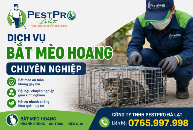 Dịch Vụ Bắt Mèo Hoang Chuyên Nghiệp