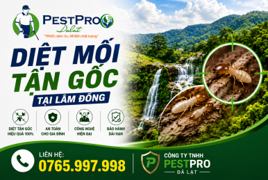 Công ty diệt mối tại Đà Lạt Lâm Đồng Uy Tín Tận Gốc - PESTPRO
