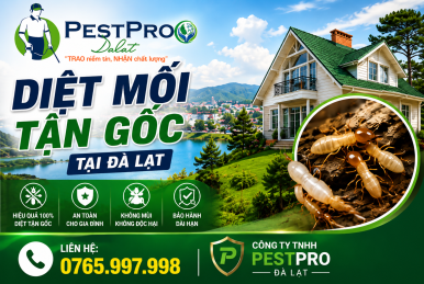 Diệt mối tận gốc tại Đà Lạt – Giải Pháp Sinh Học Đột Phá Từ PESTPRO