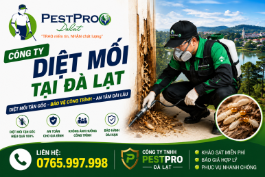 Công ty diệt mối tại Đà Lạt Uy Tín Chuyên Nghiệp Số 1 – PESTPRO