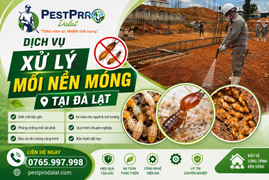 Xử Lý Mối Nền Móng Tại Đà Lạt