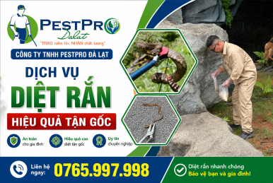 Dịch vụ diệt rắn hiệu quả tận gốc