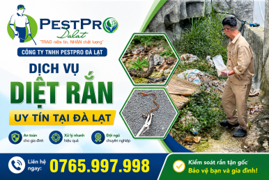 Dịch Vụ Diệt Rắn Uy Tín Tại Đà Lạt
