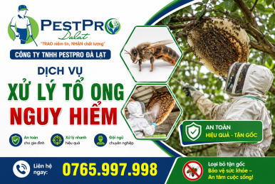 Xử Lý Tổ Ong Nguy Hiểm