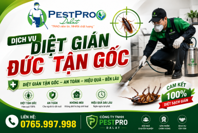 Diệt gián Đức tận gốc tại Đà Lạt, Lâm Đồng uy tín, an toàn - PestPro