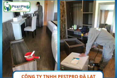 Dịch vụ diệt mối tại Phan Thiết