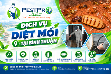 Công ty diệt mối uy tín tại Phan Thiết