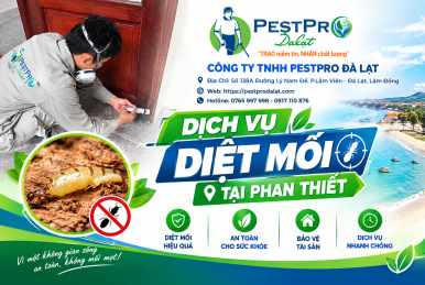 Diệt mối tận gốc tại Phan Thiết