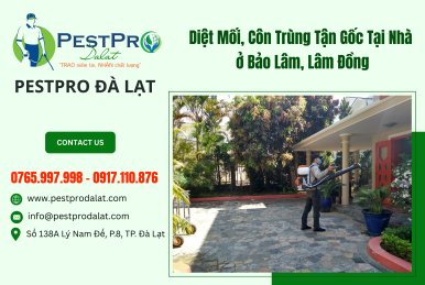 Diệt Mối, Côn Trùng Tận Gốc Tại Nhà ở Bảo Lâm, Lâm Đồng