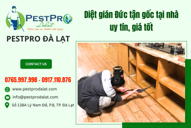 Diệt gián Đức tận gốc tại nhà uy tín, giá tốt cùng PESTPRO ĐÀ LẠT