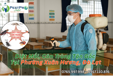 Diệt Mối, Côn Trùng Tận Gốc Tại Phường Xuân Hương, Đà Lạt Uy Tín