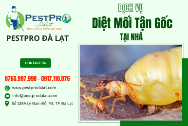Mối Chúa và Diệt Mối Tận Gốc - PestPro Đà Lạt 
