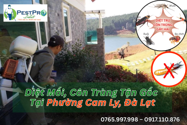 Diệt Mối, Côn Trùng Tận Gốc Tại Phường Cam Ly, Đà Lạt Uy Tín Nhất