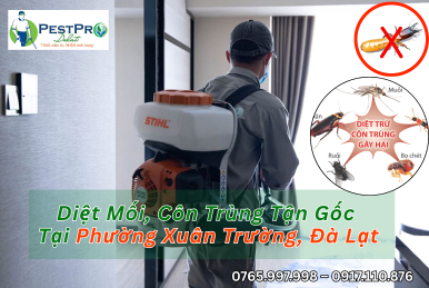 Diệt Mối, Côn Trùng Tận Gốc Tại Phường Xuân Trường, Đà Lạt Uy Tín