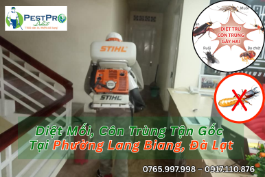 Diệt Mối, Côn Trùng Tận Gốc Tại Phường Lang Biang, Đà Lạt Uy Tín