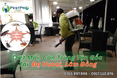 Diệt Mối, Côn Trùng Tận Gốc Tại Nhà ở Đạ Huoai, Lâm Đồng Uy Tín Nhất