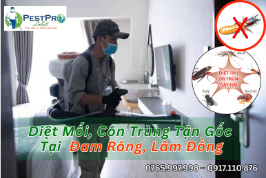 Diệt Mối, Côn Trùng Tận Gốc Tại Nhà ở Đam Rông, Lâm Đồng Uy Tín