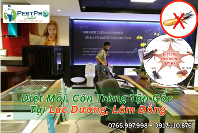 Diệt Mối, Côn Trùng Tận Gốc Tại Nhà ở Lạc Dương, Lâm Đồng Giá Rẻ
