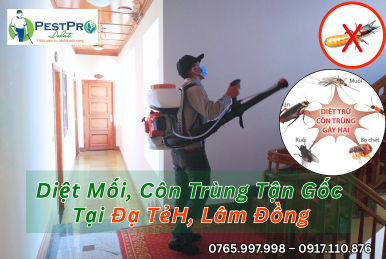 Diệt Mối, Côn Trùng Tận Gốc Tại Nhà ở Đạ Tẻh, Lâm Đồng Uy Tín