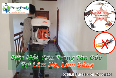 Diệt Mối, Côn Trùng Tận Gốc Tại Nhà ở Lâm Hà, Lâm Đồng Giá Rẻ Uy Tín