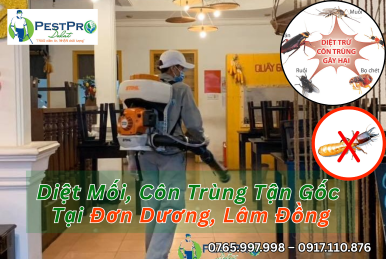 Diệt Mối, Côn Trùng Tận Gốc Tại Nhà ở Đơn Dương, Lâm Đồng Giá Rẻ