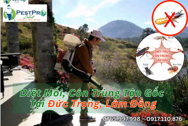 Diệt Mối, Côn Trùng Tận Gốc Tại Nhà ở Đức Trọng, Lâm Đồng Uy Tín