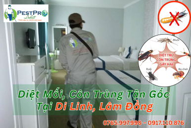 Diệt Mối, Côn Trùng Tận Gốc Tại Nhà ở Di Linh, Lâm Đồng Uy Tín Nhất