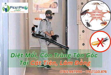 Diệt Mối, Côn Trùng Tận Gốc Tại Nhà ở Cát Tiên, Lâm Đồng và Mọt Gỗ