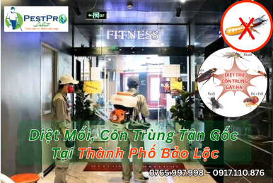 Diệt Mối, Côn Trùng Tận Gốc Tại Nhà ở Bảo Lộc, Lâm Đồng