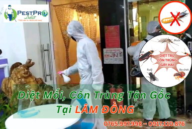 Diệt Mối, Côn Trùng Tận Gốc Tại Nhà ở Lâm Đồng