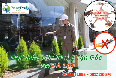 Diệt Mối, Côn Trùng Tận Gốc Tại Nhà ở Đà Lạt