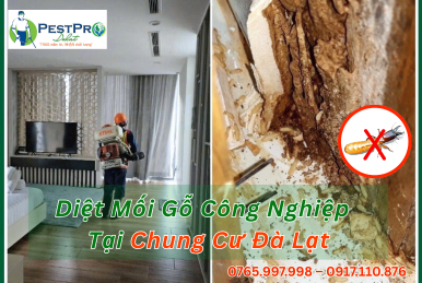 Diệt Mối Gỗ Công Nghiệp Tại Chung Cư Đà Lạt