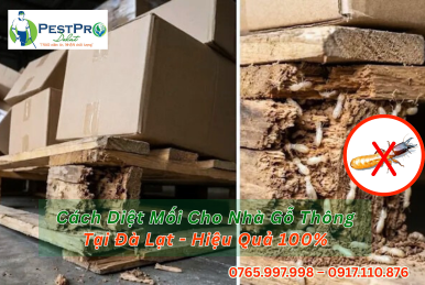 Cách Diệt Mối Cho Nhà Gỗ Thông Tại Đà Lạt Hiệu Quả 100%