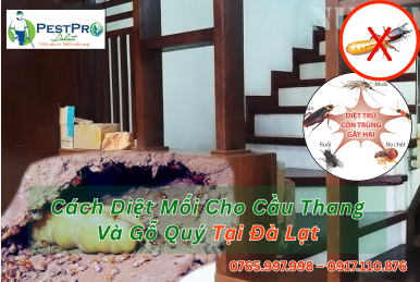 Cách Diệt Mối Cho Cầu Thang Và Gỗ Quý Tại Đà Lạt