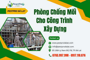 Phòng Chống Mối Cho Công Trình Xây Dựng – PestPro Đà Lạt