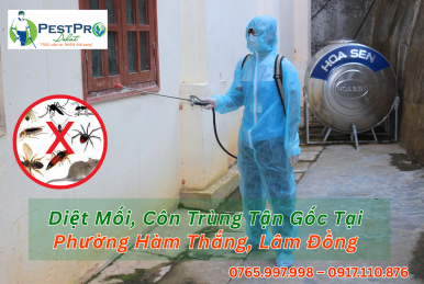 Diệt Mối, Côn Trùng Tận Gốc Tại Phường Hàm Thắng, Lâm Đồng Uy Tín Nhất