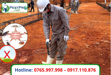 Diệt Mối Quanh Móng Nhà Uy Tín Tại Đà Lạt Lâm Đồng - Pestpro