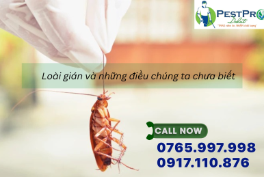 Loài gián và những điều chúng ta chưa biết – Công Ty diệt côn trùng PESTPRO ĐÀ LẠT