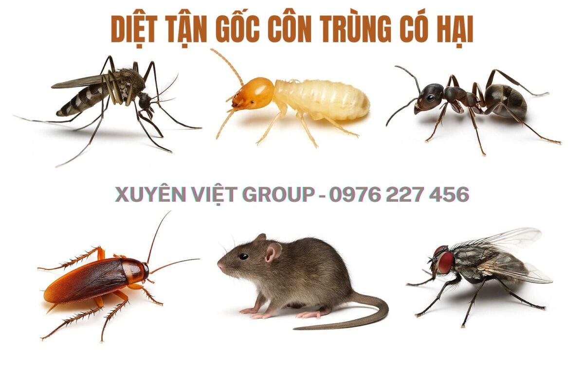Xử Lý Côn Trùng Gây Hại Bình Thuận – chuột, mối, ruồi, gián, kiến, dế, nhện, bọ chét
