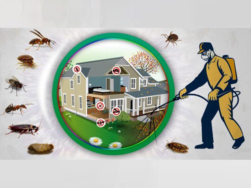 Xử Lý Côn Trùng Gây Hại Bình Thuận – các loài chuột, gián, kiến, bọ chét, rệp, nhện xâm nhập nhà ở