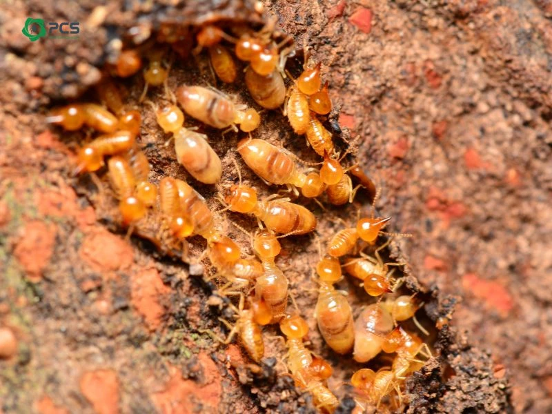 Phòng Chống Mối Công Trình - Tổ mối đất dày đặc dưới nền móng cần Pestpro Đà Lạt xử lý