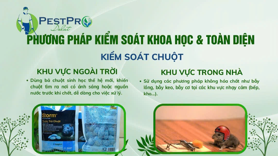 Diệt Mối, Côn Trùng Tận Gốc Tại Phường Bình Thuận, Lâm Đồng