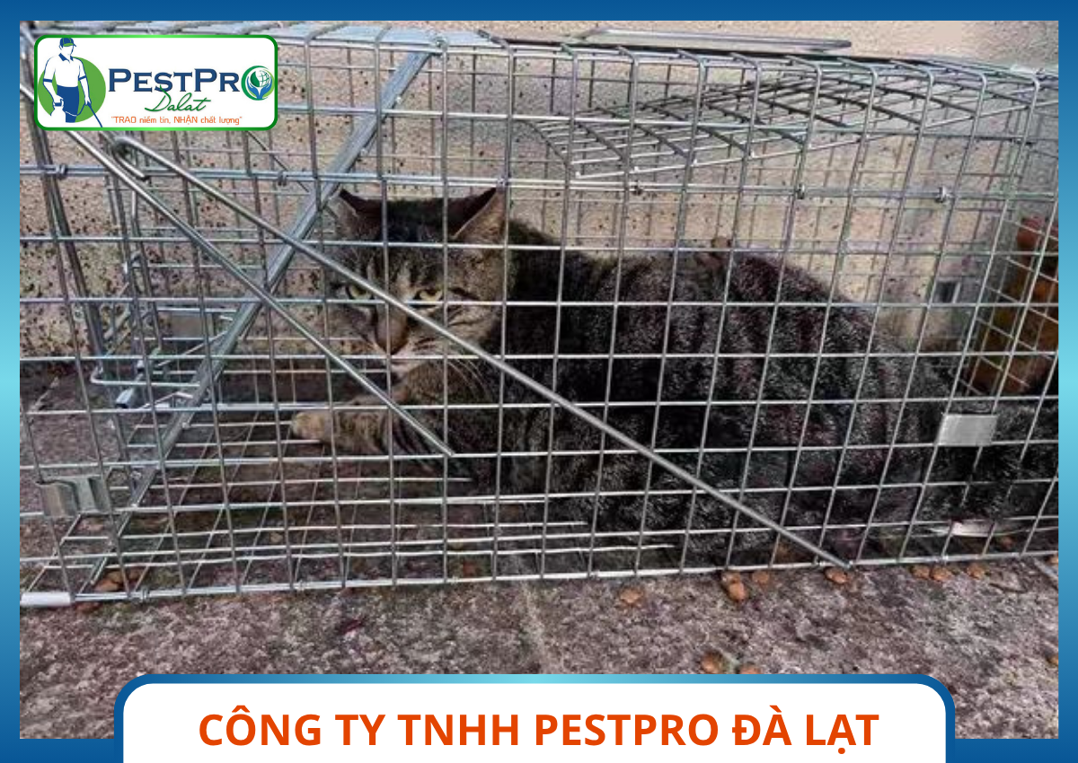 Lồng Bẫy Mèo Hoang Chuyên Dụng Trong Quy Trình Kiểm Soát Động Vật Gây Hại Pestpro Đà Lạt