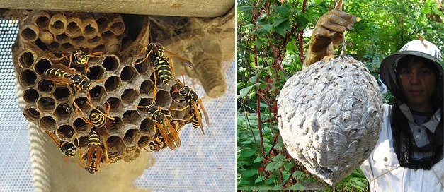 Dịch Vụ Bắt Tổ Ong Chuyên Nghiệp Trong Chuỗi Kiểm Soát Động Vật Gây Hại Pestpro Đà Lạt
